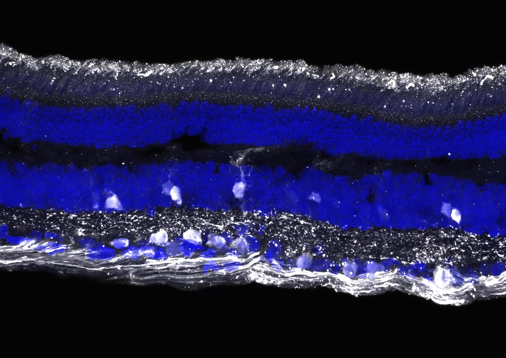 Microscopy and Image Analysis