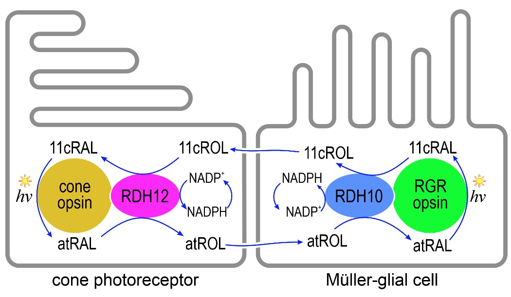 Figure 1: Proposed model for the photic cone visual-cycle in Müller glial cells and cone photoreceptors