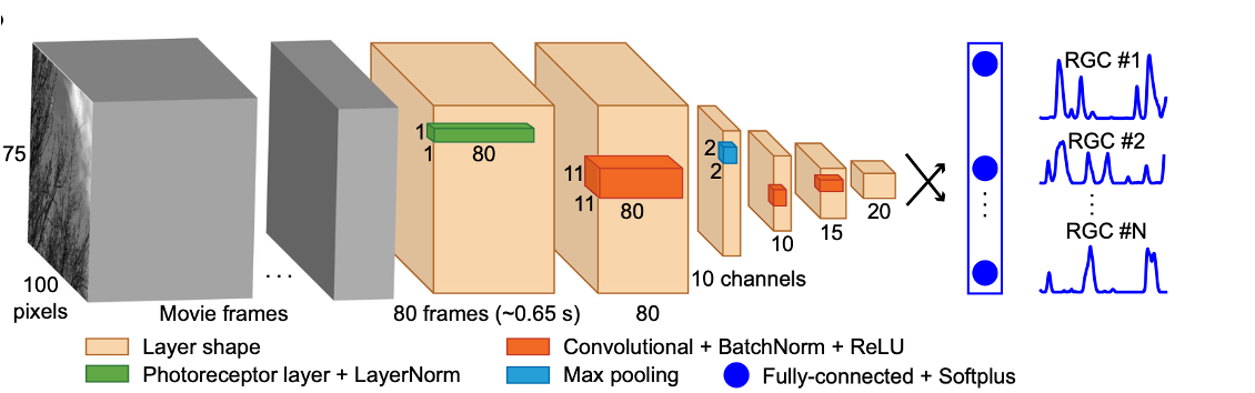 Membrane receptor research diagrams showing protein structures, molecular pathways, and experimental results